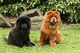 CHOW CHOW 692
